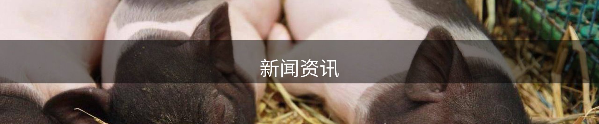 新闻资讯